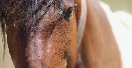Narkolepsie – Schlafmangel bei Pferden